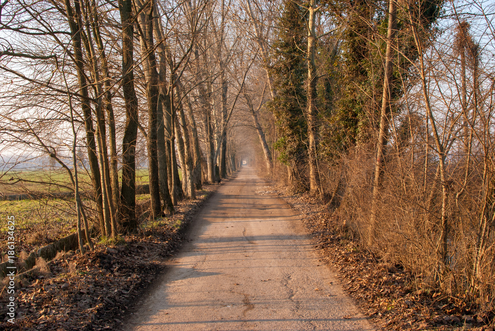 Fototapeta premium Brescia Italy, beautiful tree-lined avenue in the countryside.