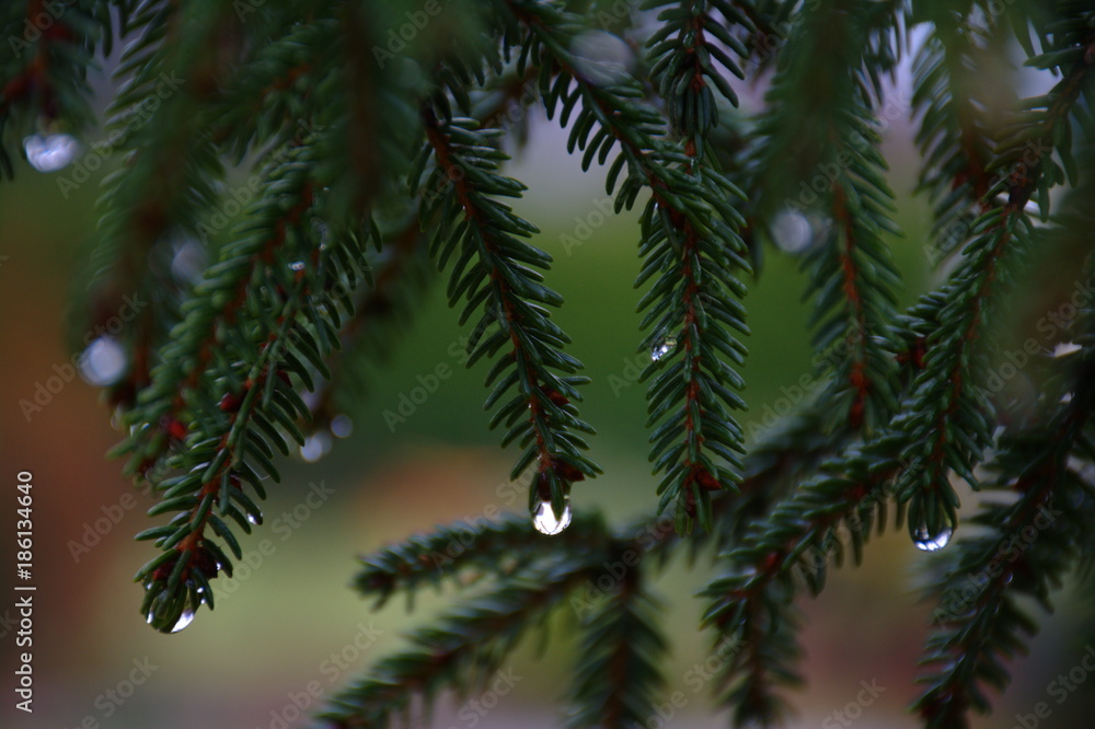 Spruce branch with a drops, close up.