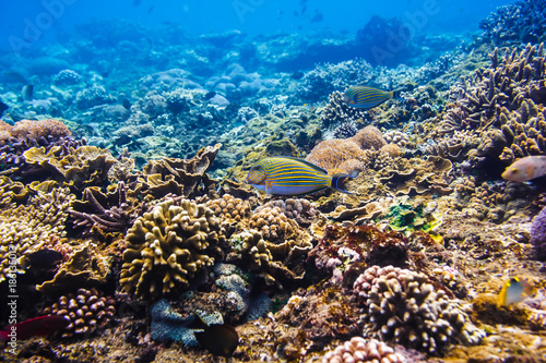 Tropical fish and corals on reef in Indian ocean.