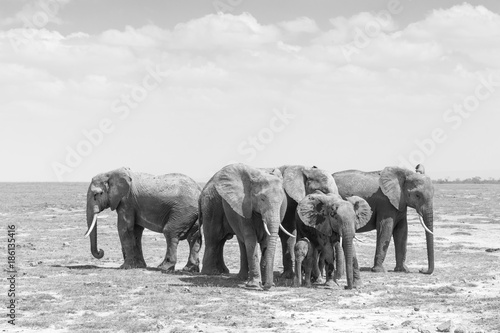 Elephants at Amboseli National Park, formerly Maasai Amboseli Game Reserve, is in Kajiado District, Rift Valley Province in Kenya. Black and white image. photo