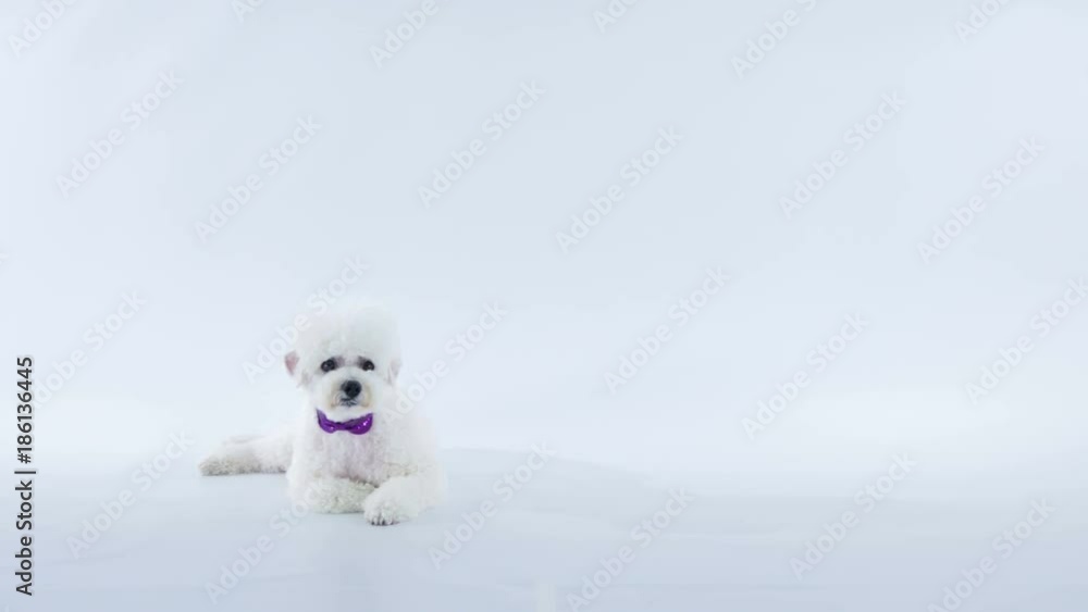 A cute white puppy wih a purple collar is lying on the ground. A cute white puppy wih a purple collar is lying on the ground.