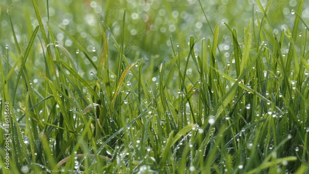 Morning. Dew drops on the grass. Morning. Dew drops on the grass.