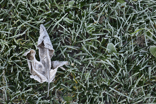 icy leaf on green lawn
 photo