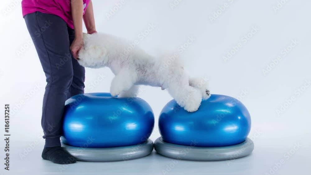 A cute white puppy jumps on two big blue balls and he can't wait for his owner to give him some food. A cute white puppy jumps on two big blue balls and he can't wait for his owner to give him some food.