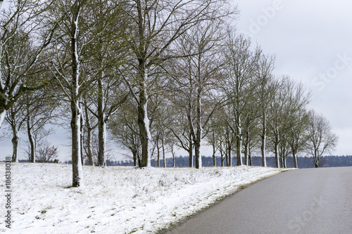 Blick auf kahle Bäume im Winter  photo