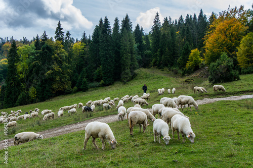 Fototapeta Naklejka Na Ścianę i Meble -  Jesienny wypas owiec w Pieninach.