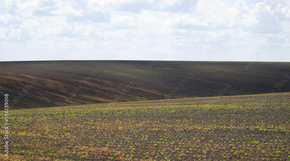 Agricultural landscape in Ukraine