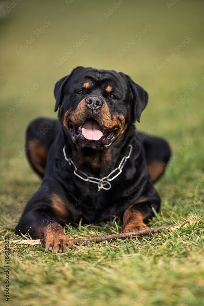 Adorable Devoted Purebred Rottweiler Adorable Devoted Purebred Rottweiler
