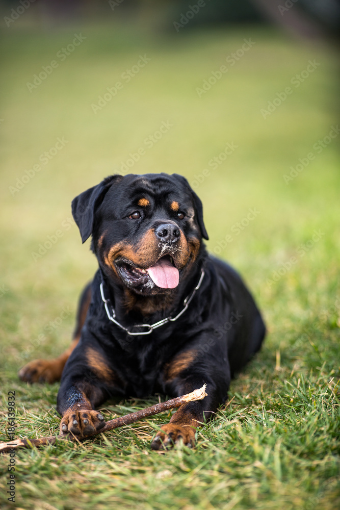 Adorable Devoted Purebred Rottweiler Adorable Devoted Purebred Rottweiler