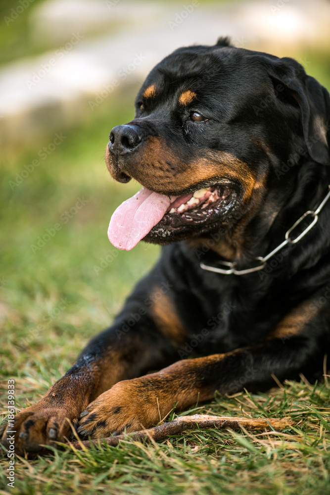 Adorable Devoted Purebred Rottweiler
