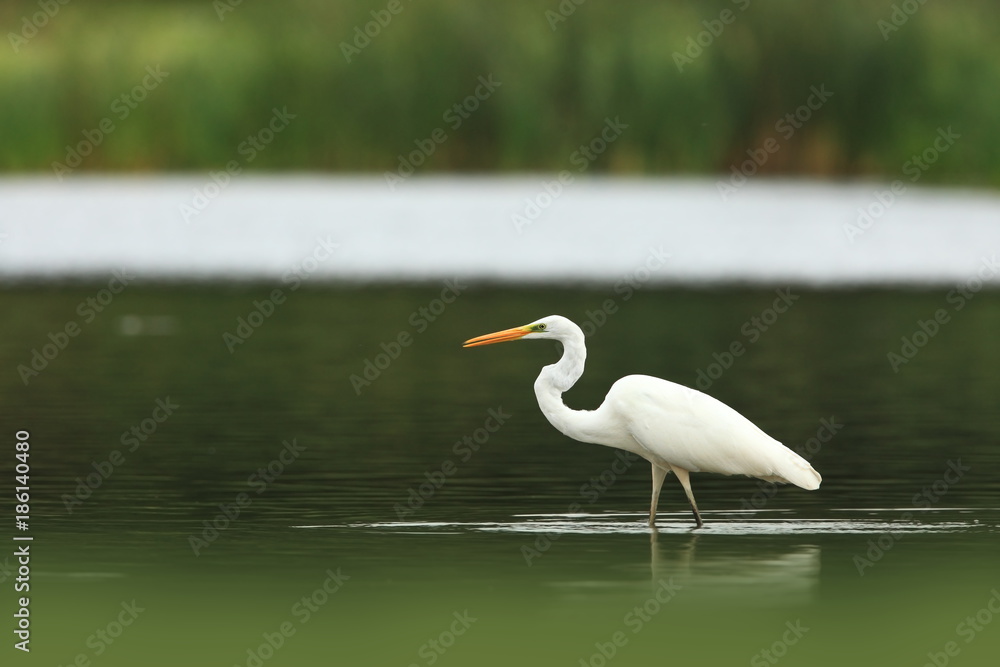 Obraz premium Ardea alba. The wild nature of the Czech Republic. Spring Glances. Beautiful nature of Europe. Big bird in water. Green color in the photo. Nice shot.