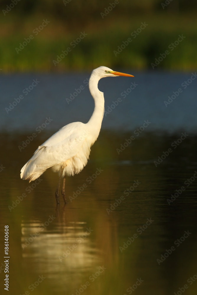 Ardea alba. The wild nature of the Czech Republic. Spring Glances. Beautiful nature of Europe. Big bird in water. Green color in the photo. Nice shot. Ardea alba. The wild nature of the Czech Republic. Spring Glances. Beautiful nature of Europe. Big bird in water. Green color in the photo. Nice shot.