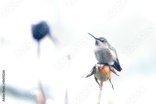 Hummingbird perched on a branch. photo