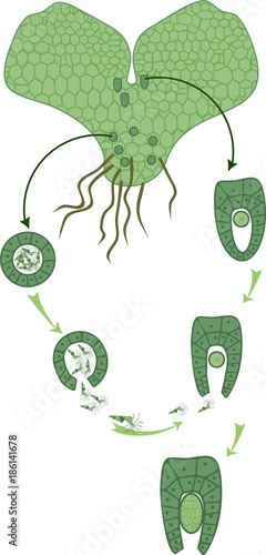 Scheme of fern sexual reproduction. Cycle of fertilisation (fusion of gametes and zygote formation)