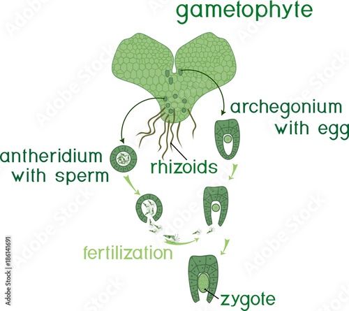 Scheme of fern sexual reproduction. Cycle of fertilisation (fusion of gametes and zygote formation) with titles