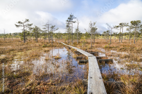 Beautiful swamp landscape from Finland © photojanski