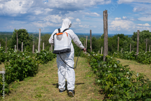 Man,spraying rospberry field photo