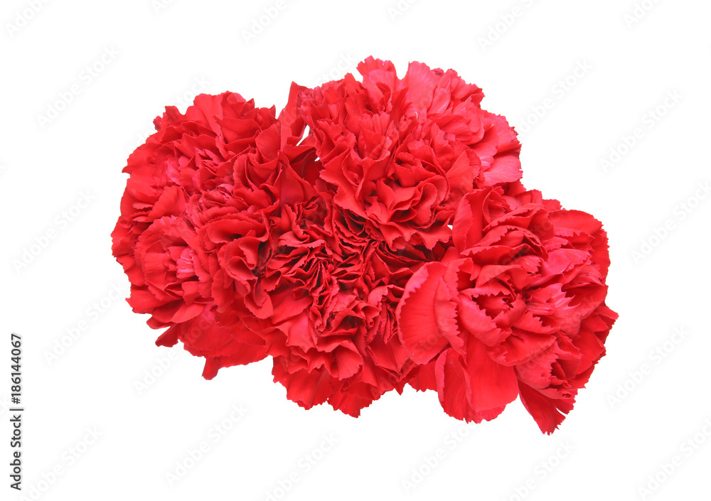 カーネーションの花束 カーネーションの花束