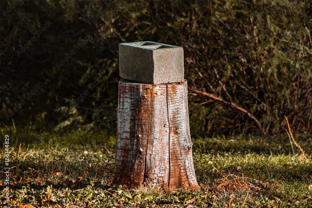 Fototapeta premium Don't Grow