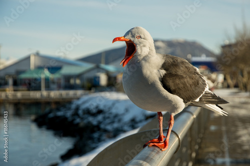 Seagull in Ushuaia, Argentina Tierra del Fuego