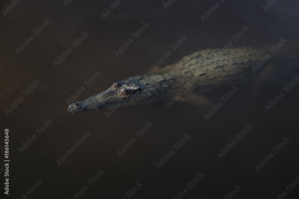 Crocodile in Everglades National Park Crocodile in Everglades National Park