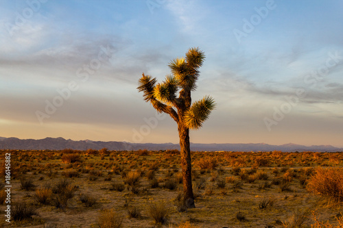 Desert Sunset Joshua Trees