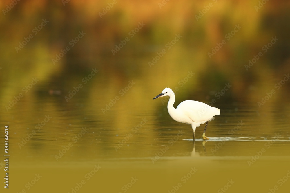 Egretta garzetta. The wild nature of the Czech Republic. Spring Glances. Beautiful nature of Europe. Big bird in water. Green color in the photo. Nice shot. Egretta garzetta. The wild nature of the Czech Republic. Spring Glances. Beautiful nature of Europe. Big bird in water. Green color in the photo. Nice shot.