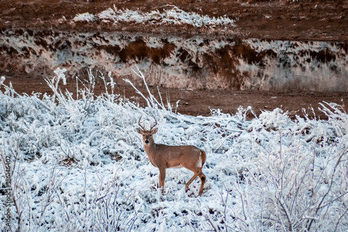 Texas Deer in Snow © Erik Burdett