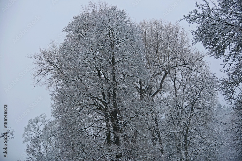 Winter picture of trees covered with snow after snowfall with pale blue sky in the background Winter picture of trees covered with snow after snowfall with pale blue sky in the background