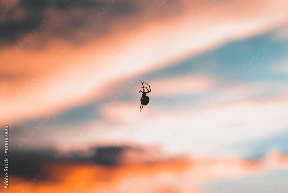 Spider in the Sky Spider in the Sky