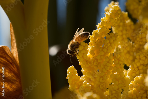 bee