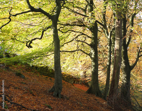 hilly sloping beech woodland in early autumn with leaves on the forest floor and glowing sunlight though the trees