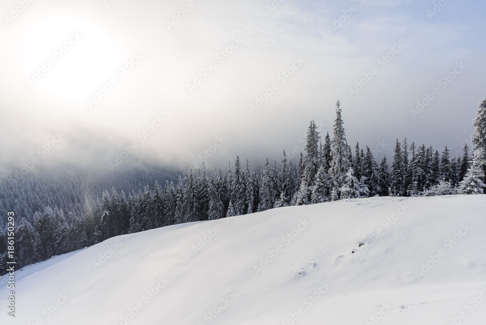 Sunrise over fir forest covered with snow during winter Sunrise over fir forest covered with snow during winter