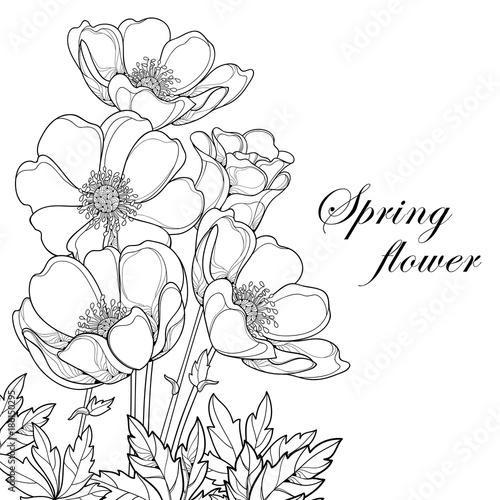 Fototapeta Naklejka Na Ścianę i Meble -  Vector bouquet with outline Anemone flower or Windflower, bud and leaves in black isolated on white background. Corner composition with ornate contour Anemone for spring design or coloring book.