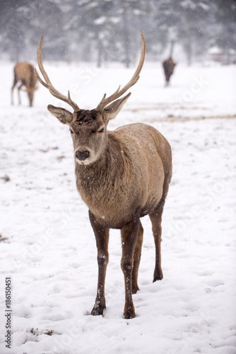 Fototapeta Naklejka Na Ścianę i Meble -  Winter shot with a Deer 