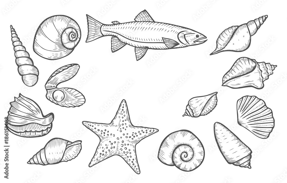 Hand drawn Seashell Hand drawn Seashell