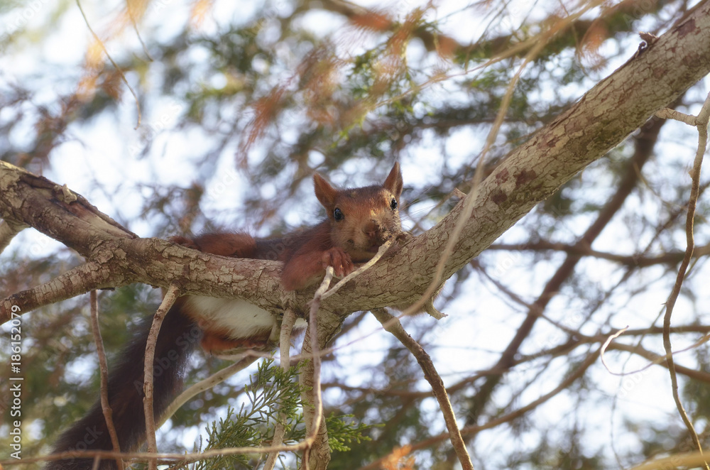 Red squirrel, over the branch of a pine tree, with a little stick in the mouth. Wildlife inside of mediterranean forest, in Spain. Limited light due to the shadow of the leaves. Soft focus.