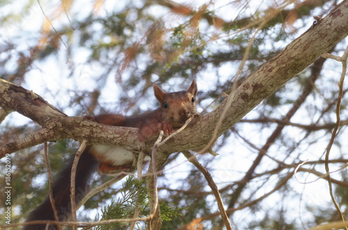 Red squirrel, over the branch of a pine tree, with a little stick in the mouth. Wildlife inside of mediterranean forest, in Spain. Limited light due to the shadow of the leaves. Soft focus. © Navelina orange