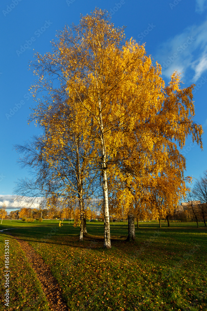Walking in a bright sunny day among the golden trees by the lake, in the water reflection of the blue sky and golden leaves of trees Walking in a bright sunny day among the golden trees by the lake, in the water reflection of the blue sky and golden leaves of trees