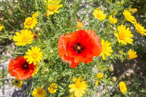the colorful corn poppy