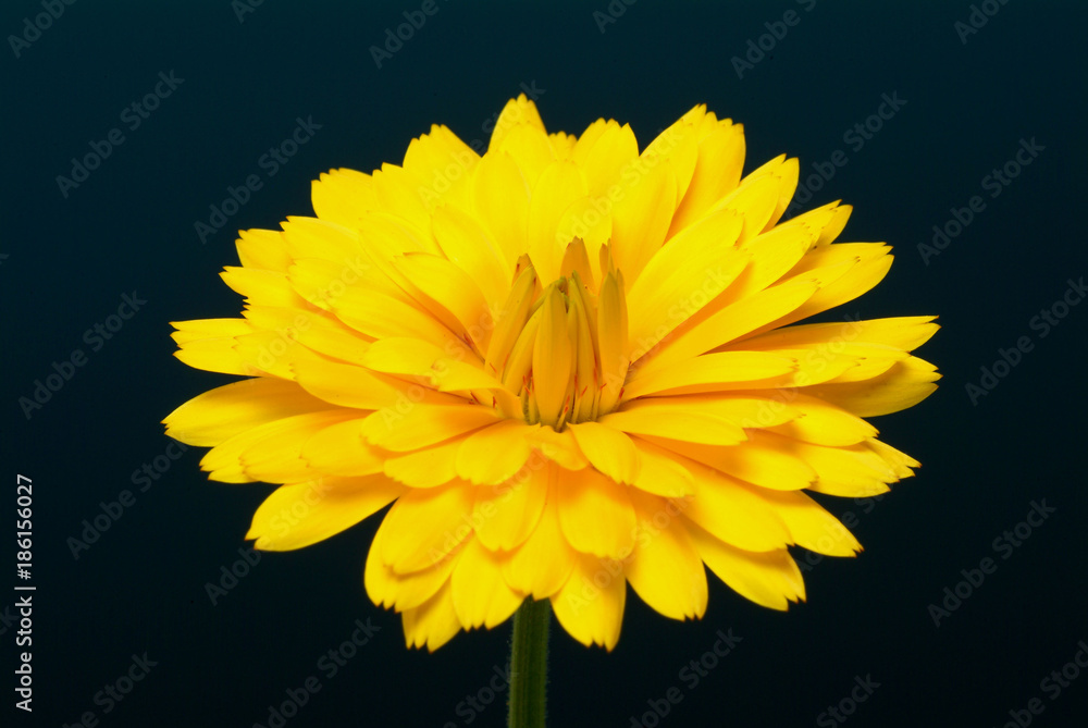 Fototapeta premium Ringelblume