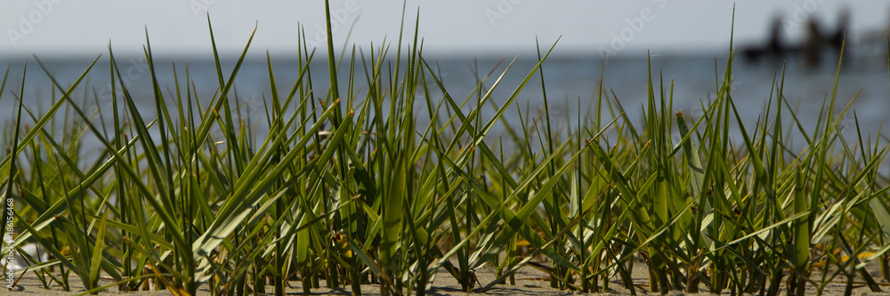 Obraz premium Strandgrass