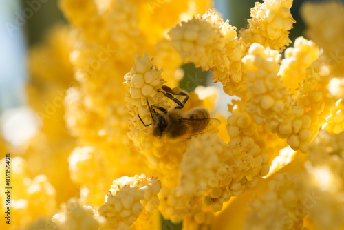 bee