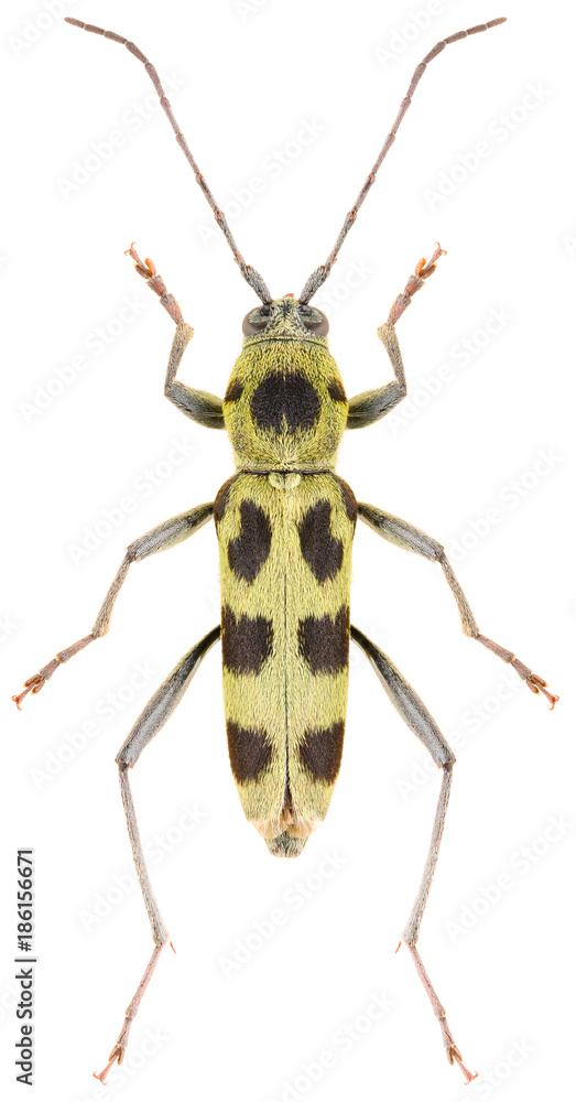 Fototapeta premium Long-horned beetle Chlorophorus herbstii isolated on white background, dorsal view of longhorn beetle