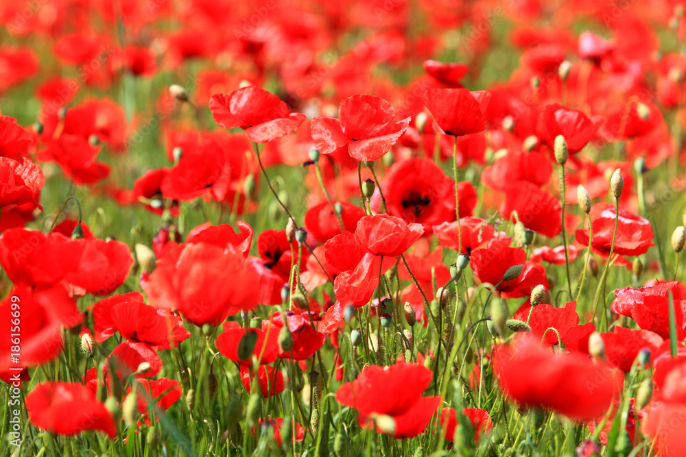 Fototapeta premium Wiese mit blühendem Mohn