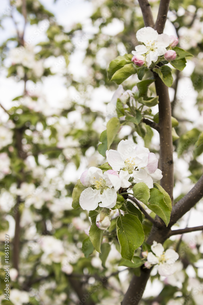 Obraz premium spring flowers