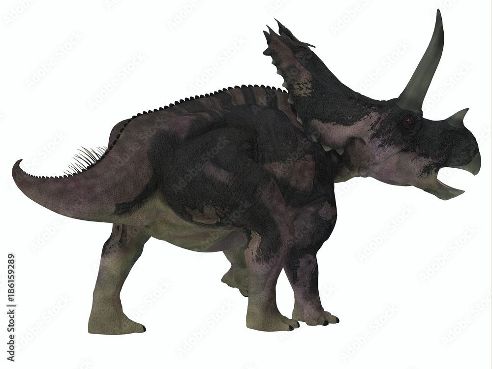Fototapeta premium Agujaceratops Dinosaur Tail - Agujaceratops was a herbivorous ceratopsian dinosaur that lived in Texas, USA during the Cretaceous Period.