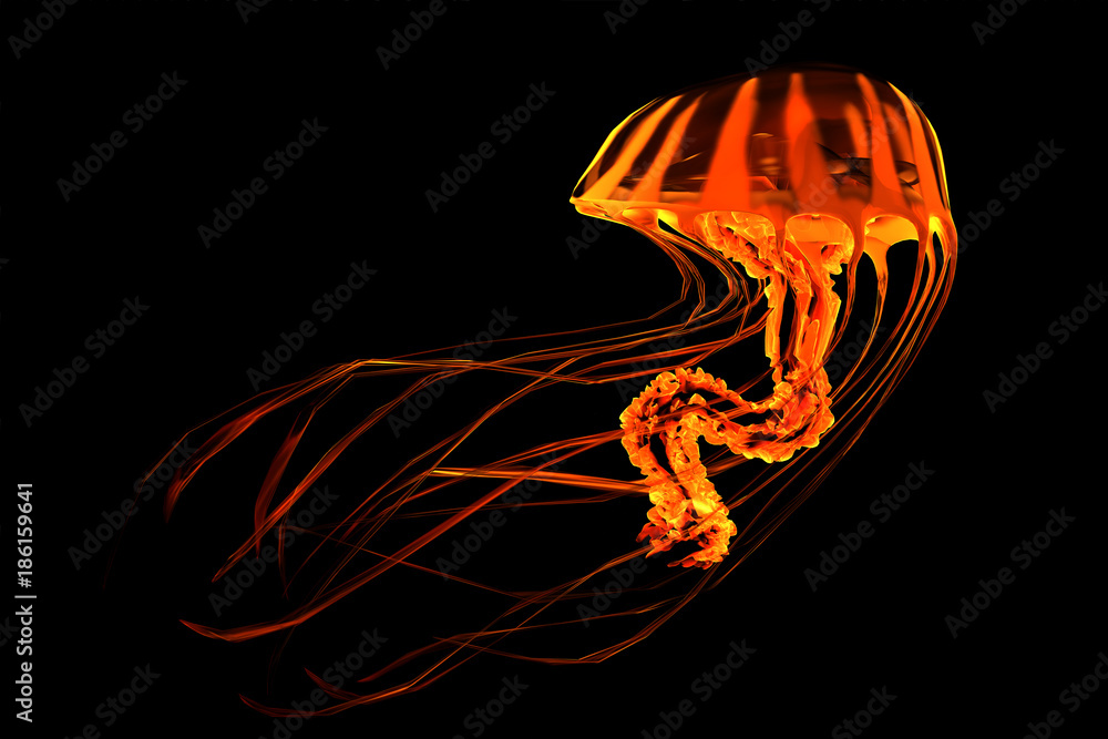 Fototapeta premium Red Yellow Striped Jellyfish - The ocean jellyfish searches for fish prey and uses its poisonous tentacles to subdue the animals it hunts.