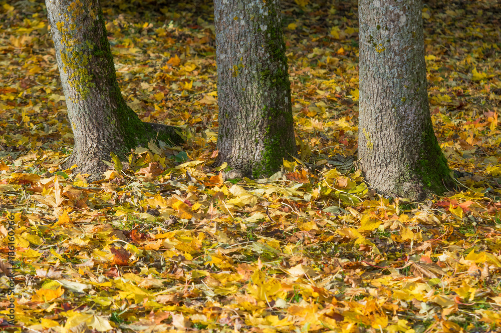 Three trees in autumn park with colorful leafs on ground Three trees in autumn park with colorful leafs on ground