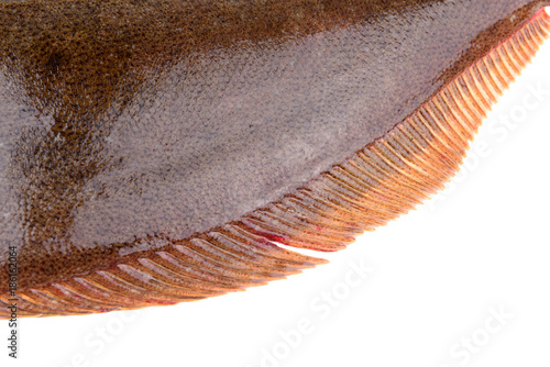 Flounder fin close-up, on a white background